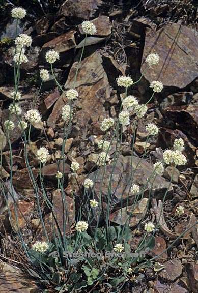 eriogonum nudum 4 graphic